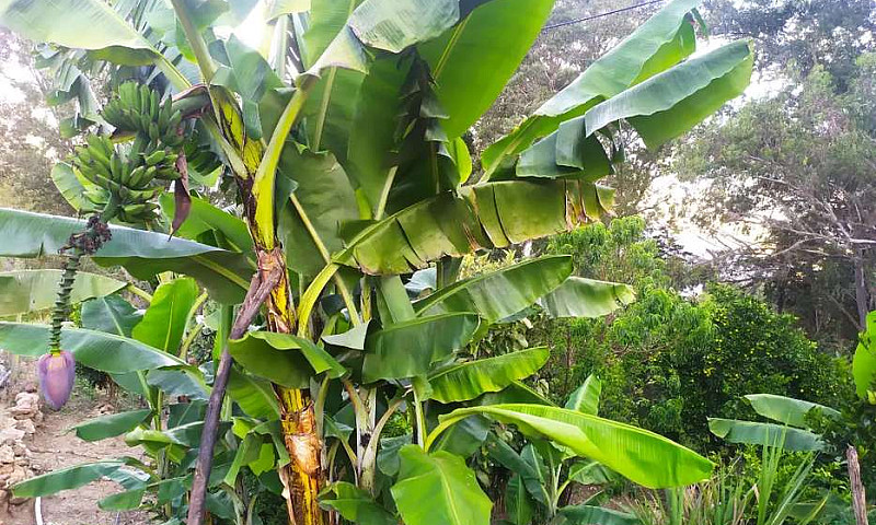 Finca Soatá, Boyacá....