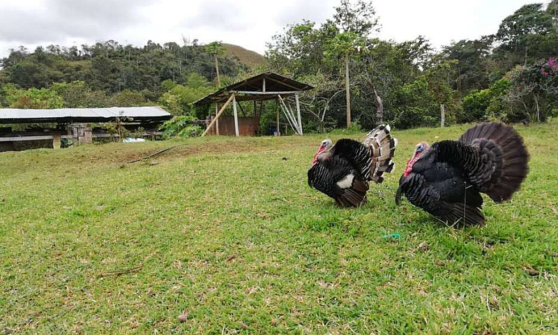 Finca Cafetera Casa ...