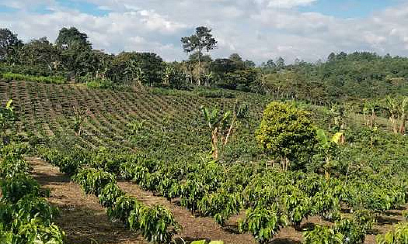 Vendo Linda Finca...