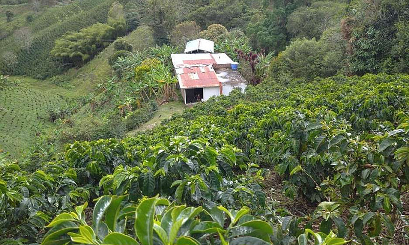 Finca Cafetera Produ...