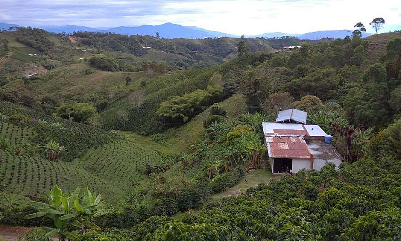 Finca Cafetera Produ...