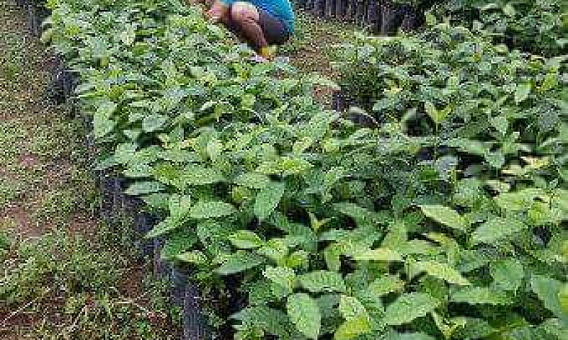 Finca Productora De ...