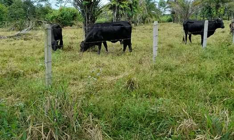 Ganga Hermosa Finca...