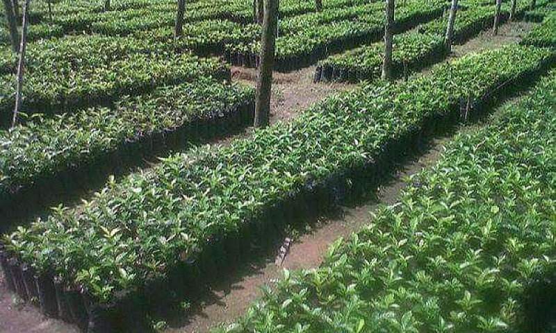 Finca Productora De ...