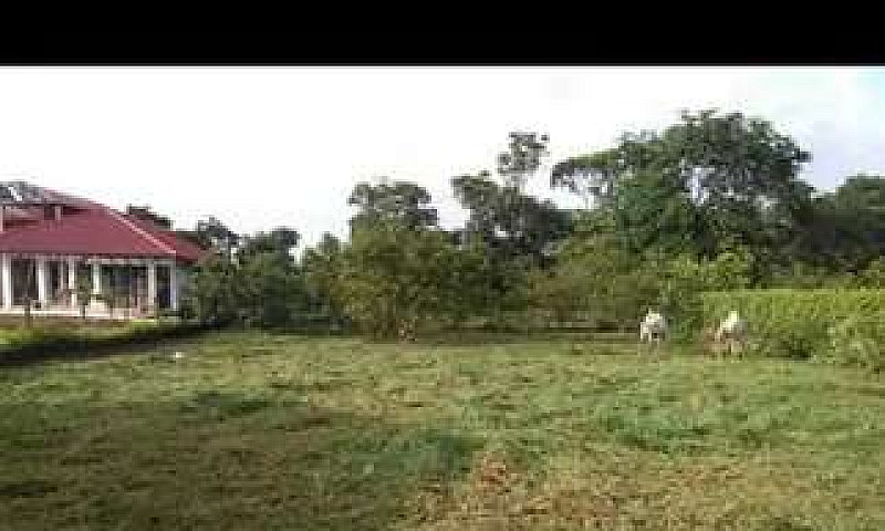 Lote Campestre...