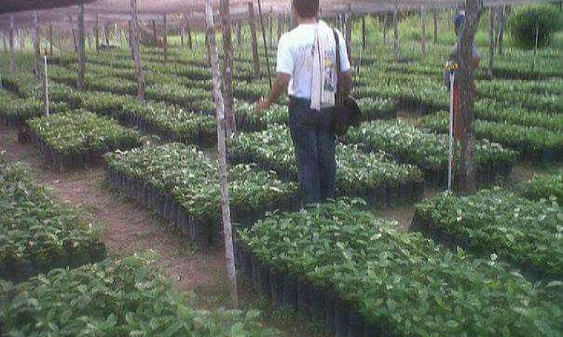 Finca Productora De ...