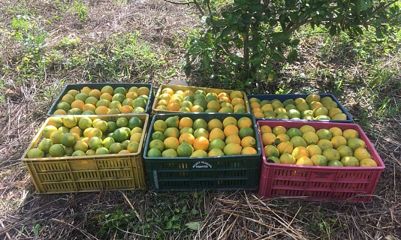 Venta Finca Frutal E...