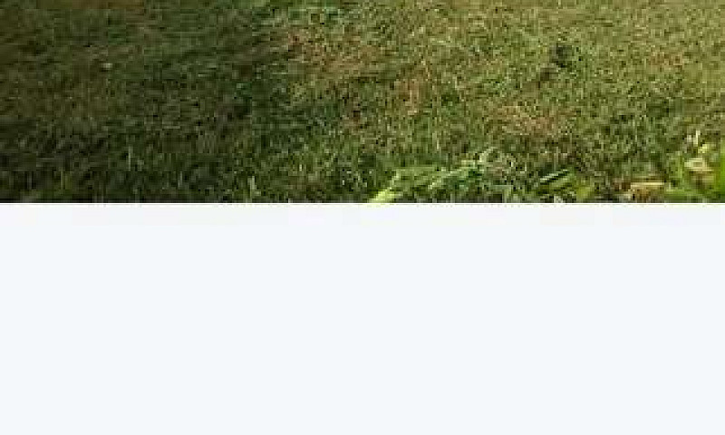 Lote Campestre...