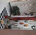 Venta De Casa Bifamiliar.