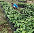 Finca Productora De Cafe