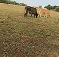 Finca 25 Ectareas