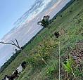 Se Vende Finca En Pto Lleras