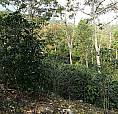 Se Vende Finca O Se Permuta Por Casa En Pitalito Huila