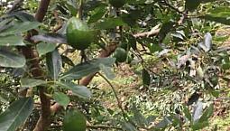 Vendo Finca Con Aguacate Hass