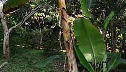 Finca Productiva Guamo Tolima