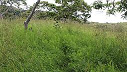 Hermosa Finca En Pitalito