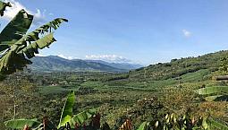 Finca Sector De La Esmeralda, Chinchina Caldas