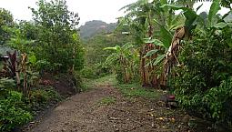 Vendo Finca Alvarado Tolima