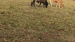 Finca 25 Ectareas