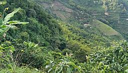 Finca Balboa (Risaralda)