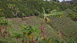 Finca Cafetera Productiva