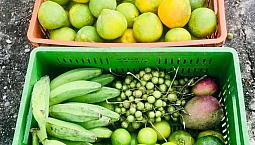 Venta Finca Frutal En Producción